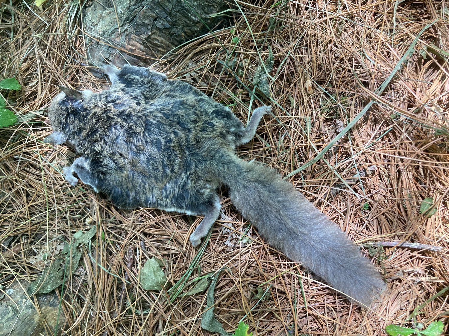 Flying squirrels are a nocturnal species. This one was found deceased, possibly the victim of a night predator. Typical predators include several species of owls and hawks, foxes, raccoons, weasels, bobcats, housecats and snakes.